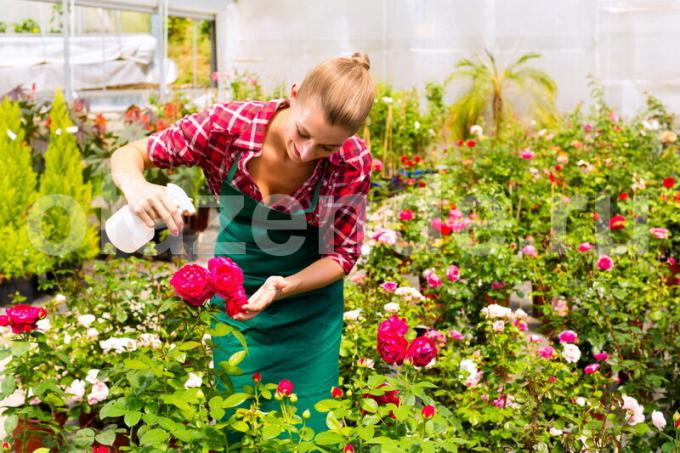 Esquejes de rosa - una manera fácil de propagación vegetativa