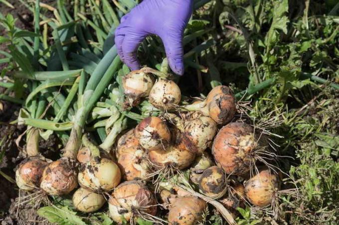 ¿Cómo hacer crecer una buena cosecha de cebolla? 10 Secretos del cuidado de la cebolla