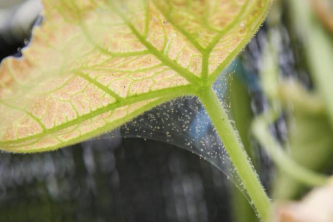 ¿Cómo deshacerse de los ácaros araña en invernadero - consejos