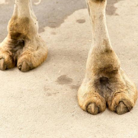 dedo del pie del camello.