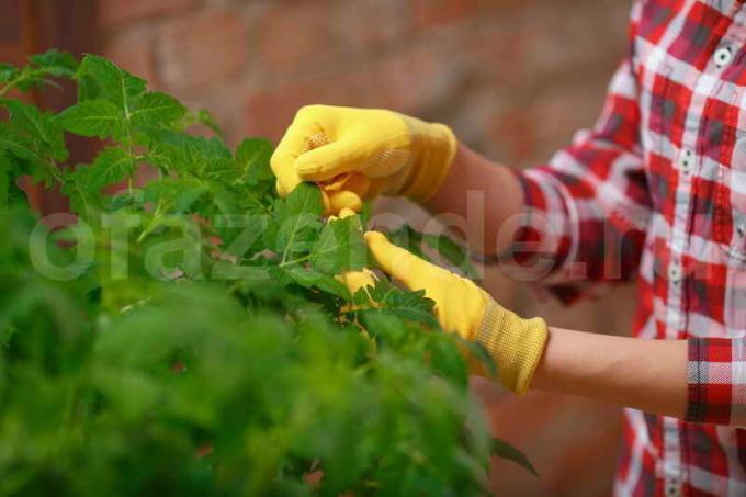 Los secretos del cultivo de tomates de jardineros con experiencia