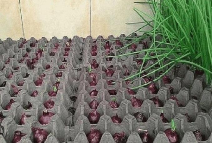 Cómo garantizado para cultivar cebollas verdes en casa: guía paso a paso
