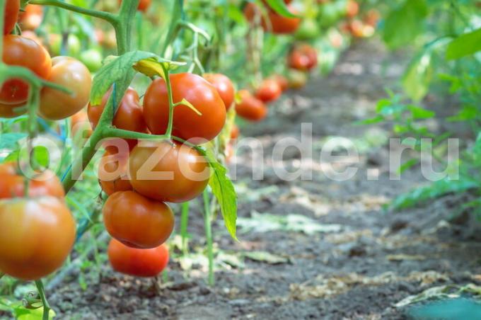 Pasynkovanie variedades diferentes de los tomates