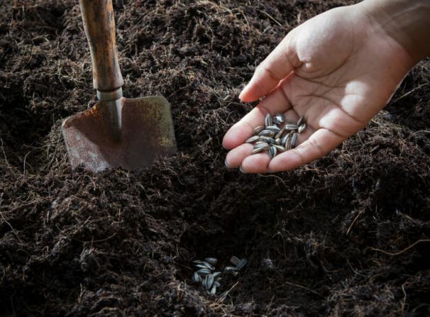 Tierra y semillas para la siembra. Ilustración para un artículo se utiliza para una licencia estándar © ofazende.ru