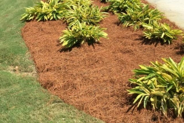 Suprime capa de mulch rasprorastanie malas hierbas e inhibe su crecimiento. Ilustración para este artículo está tomado de fuentes públicas
