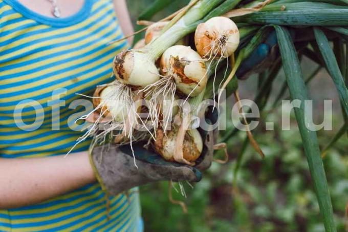 Cultivo de las cebollas. Ilustración para un artículo se utiliza para una licencia estándar © ofazende.ru