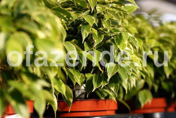 Características del cultivo de Ficus Benjamin