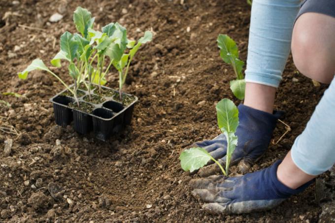 Las plántulas de coliflor - cómo crecer sin problemas