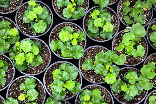 semillas en germinación se pueden usar también de las tabletas de sustrato deshidratados y firmemente compactados (Foto usada bajo la licencia estándar © ofazende.ru)