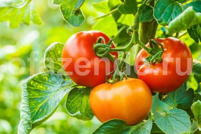 Que los tomates no son "engordan" verdes: 5 recepciones