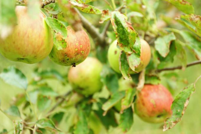A menudo, los propietarios de sitios se enfrentan con el hecho de que los manzanos y perales son hojas retorcidas. Ilustración para un artículo se utiliza para una licencia estándar © ofazende.ru