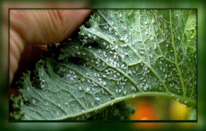 Cómo fácilmente deshacerse de la mosca blanca en los tomates y pepinos, formas populares, sin el uso de productos químicos