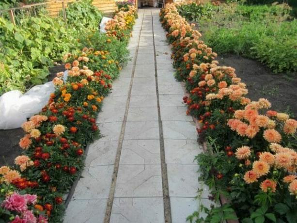 El jardín de flores de las fronteras de dalias