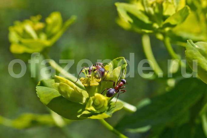 Las hormigas del jardín: ¿Qué beneficios y perjuicios?