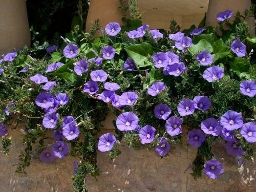 Las flores son de color púrpura oscuro. Ilustración para este artículo está tomado de internet