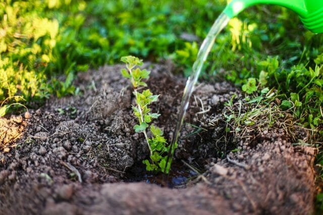 El cultivo y la siembra de grosellas, los secretos del cuidado adecuado de las plantas