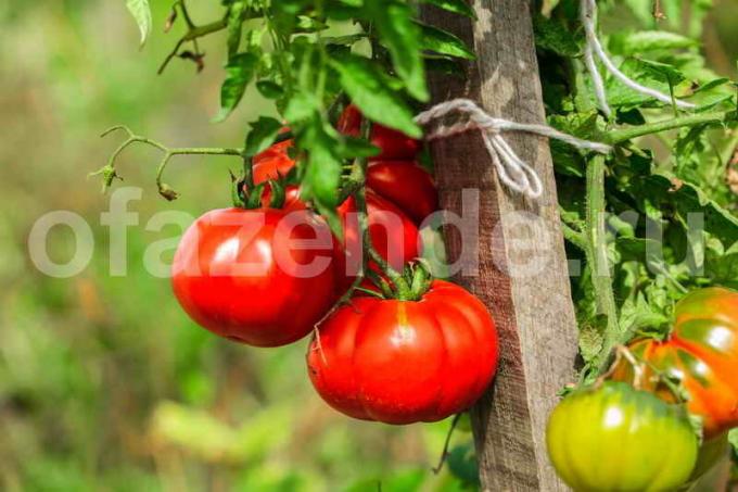 el cultivo de tomates. Ilustración para un artículo se utiliza para una licencia estándar © ofazende.ru
