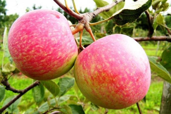 Preparar manzana a la próxima temporada. ¿Cómo aumentar la cosecha del próximo año en 1,5 veces