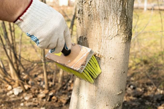 Cómo blanquear los árboles en el jardín en el otoño