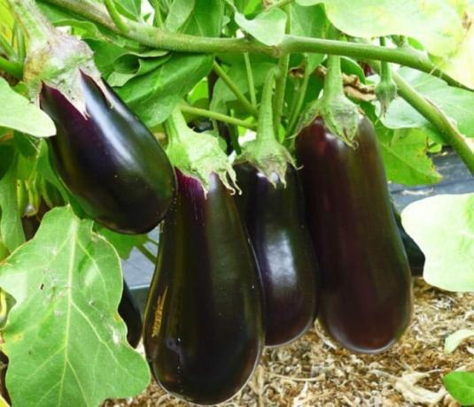 Bocadillos vegetales picantes que no se distinguen de las lonchas de tocino crujiente