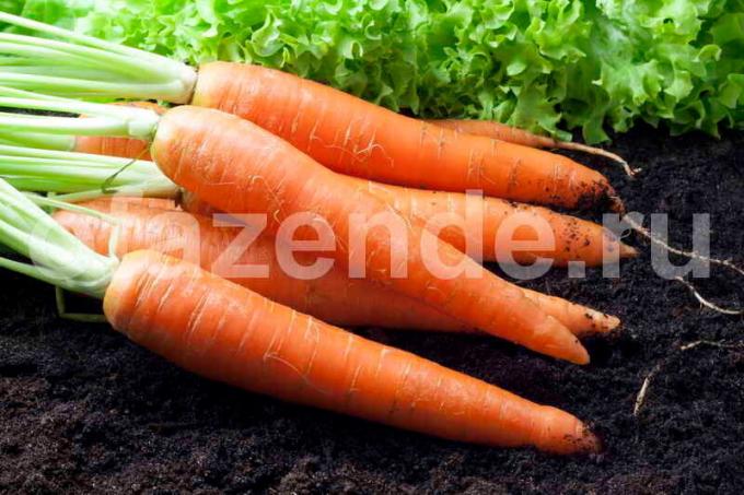 La creciente zanahorias. Ilustración para un artículo se utiliza para una licencia estándar © ofazende.ru