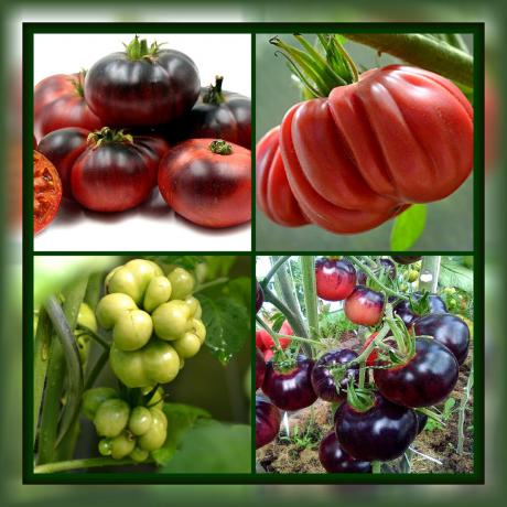 4 variedades de tomates, que sin duda le sorprenderá por su singularidad y alto rendimiento