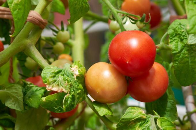 Cómo acelerar la maduración de los tomates