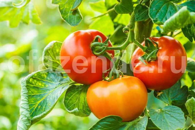La producción de tomate en el invernadero (Foto usada bajo la licencia estándar © ofazende.ru)