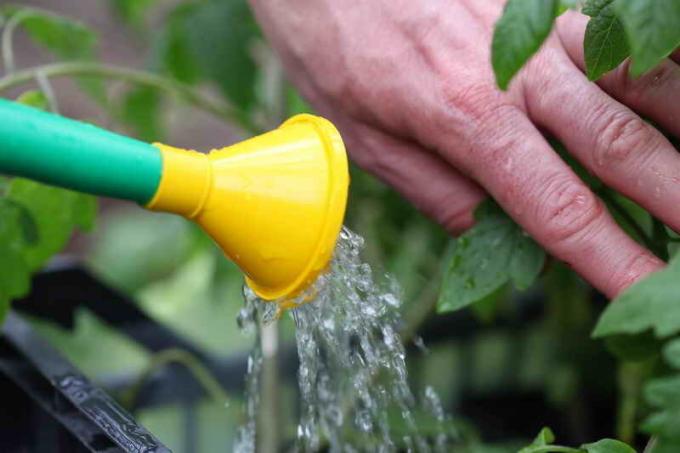 Cómo regar los tomates?