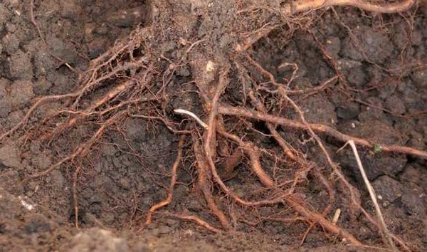 ¿Cómo deshacerse de la raíz en el jardín no es árboles spilivaya