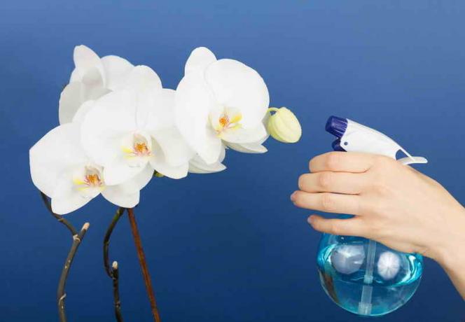 Regar las orquídeas. Ilustración para un artículo se utiliza para una licencia estándar © ofazende.ru