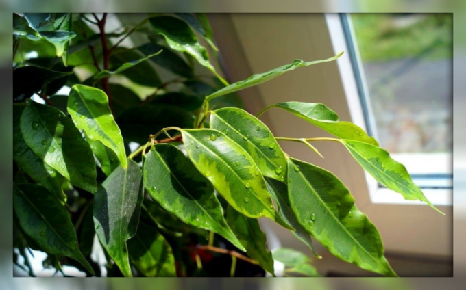 Ficus benjamina - Flor de purificar el aire en su hogar y la energía y la forma de utilizarlo para atraer la riqueza y la prosperidad!