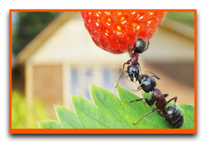 Hormigas que comen las fresas