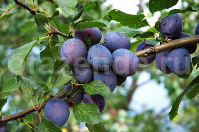 Lo que hay que saber sobre las ciruelas cría experimentaron jardineros