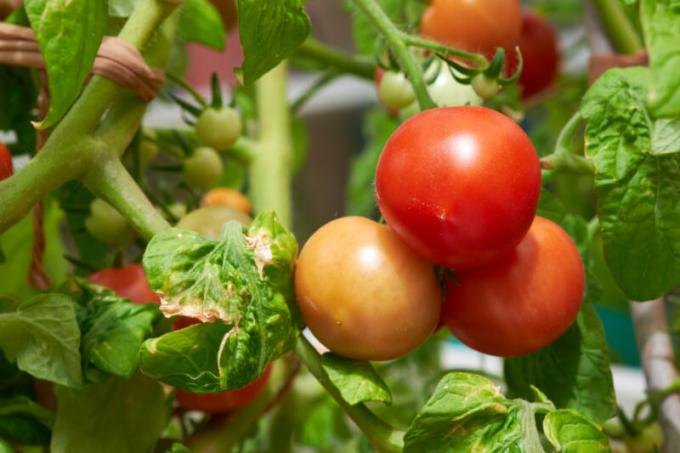 Manchas de color marrón-marrones en las hojas de tomates: qué es y cómo luchar