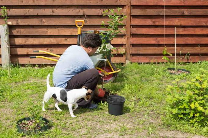 10 reglas de plantas de semillero de plantación