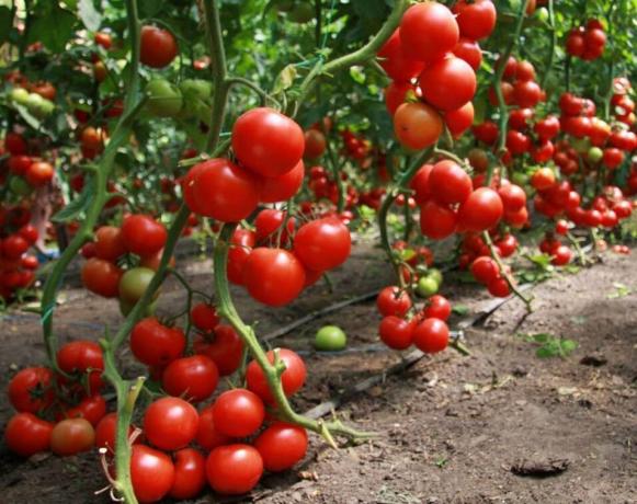 Cómo obtener una buena cosecha de tomates