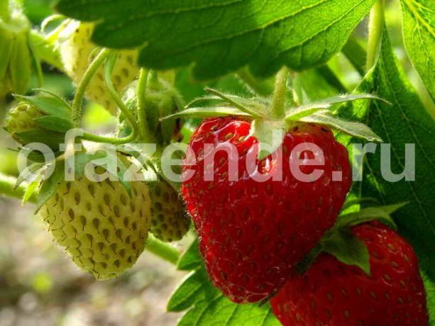 La cosecha de fresas. Ilustración para un artículo se utiliza para una licencia estándar © ofazende.ru