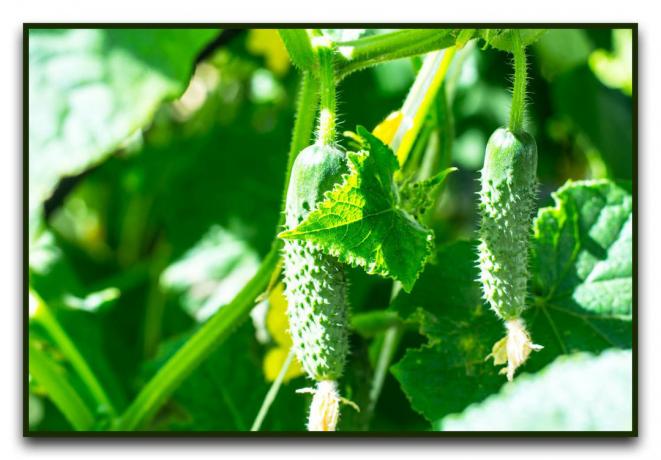 La mayoría de las variedades productivas de los pepinos para crecer en un invernadero y campo abierto en el año 2019 a 2020
