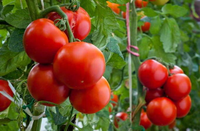 Dos compartimientos con cada planta o la forma de lograr altos rendimientos de tomates