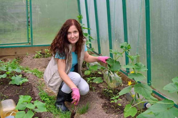 La plantación de pepinos en un método de la bielorrusa tía