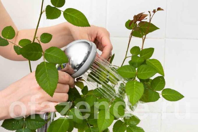 Cómo lavarse las plantas de interior de las hojas de polvo, de reluciente?