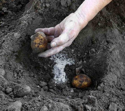 La adición de ceniza al plantar patatas. Ilustración para un artículo se utiliza para una licencia estándar © ofazende.ru