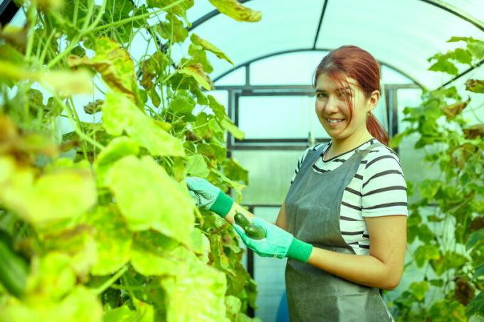 ¿Qué tipo de planta de pepino próxima primavera