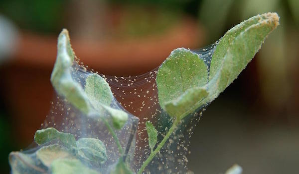 ¿Cómo deshacerse de los ácaros araña en plantas de interior