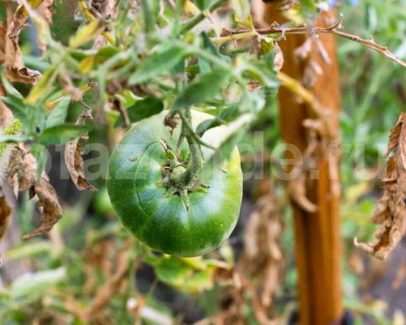 el cultivo de tomates. Ilustración para un artículo se utiliza para una licencia estándar © ofazende.r