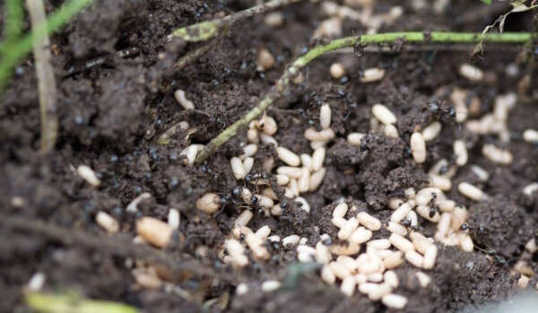 Accidentalmente descubierto en la hormiga de jardín: qué hacer para no huir plagas