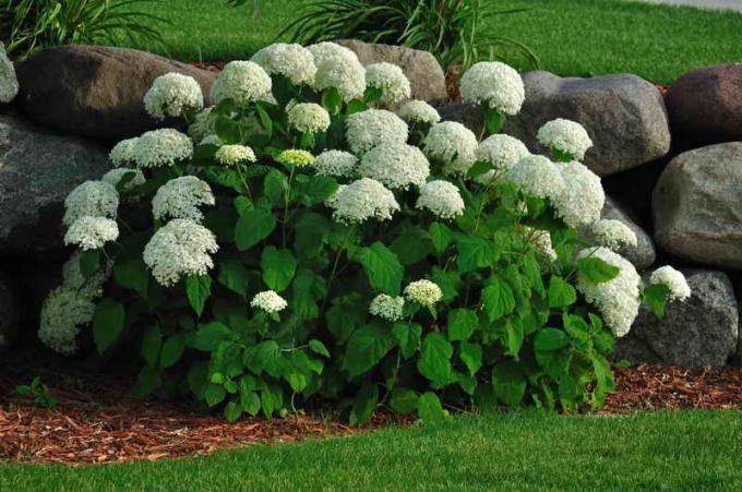 Hortensias propagado: 7 secretos para el éxito