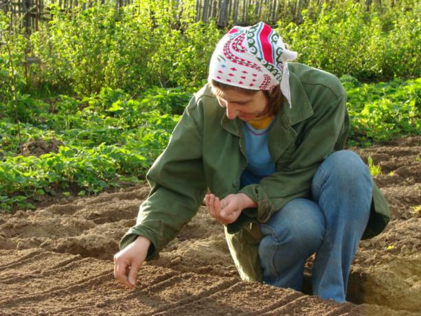 Las plántulas. ¿Cuándo y qué plantar