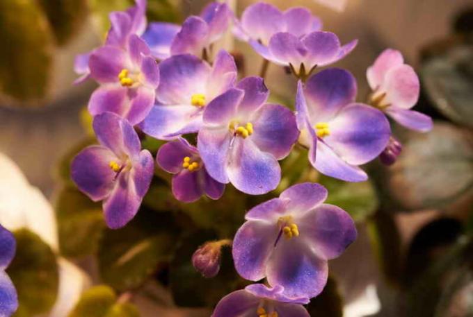 Blooming violetas. Ilustración para un artículo se utiliza para una licencia estándar © ofazende.ru